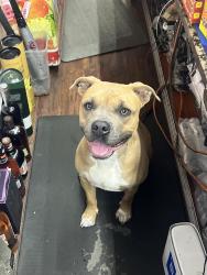 Reunited Female Dog last seen Near 14th ave Oakland ca, Oakland, CA 94606