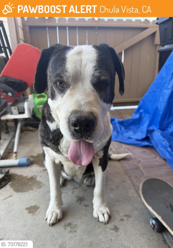 Found/Stray Female Dog last seen Main and Broadway, Chula Vista, CA 91911