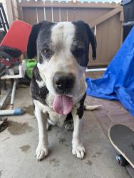 Found/Stray Female Dog last seen Main and Broadway, Chula Vista, CA 91911