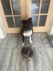 Reunited Male Dog last seen Us 19, Holiday, FL 34691