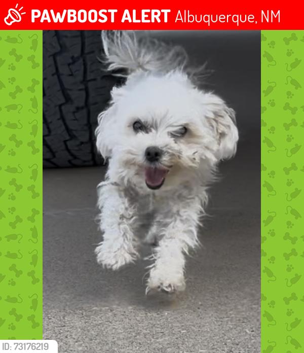 Lost Female Dog last seen Warren lane and Don Felipe, Albuquerque, NM 87105