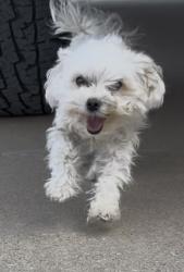 Lost Female Dog last seen Warren lane and Don Felipe, Albuquerque, NM 87105
