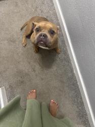 Reunited Female Dog last seen W Chicago/Grandmont ave, Detroit, MI 48227