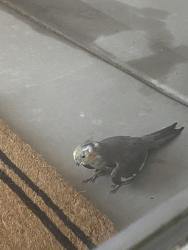 Found/Stray Unknown Bird last seen Grandview and Vantage community Escena, Palm Springs, CA 92262