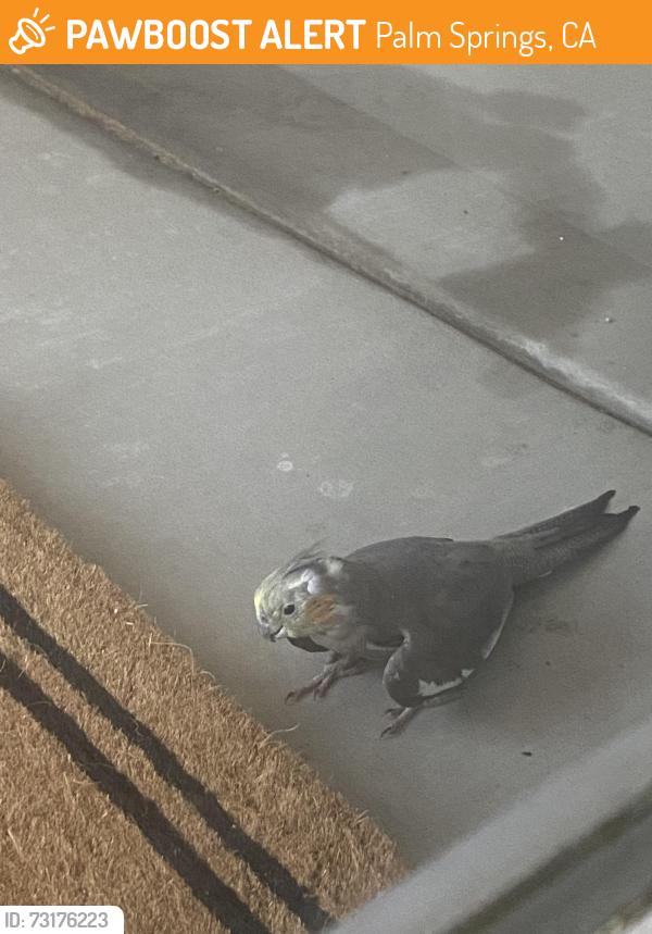 Found/Stray Unknown Bird last seen Grandview and Vantage community Escena, Palm Springs, CA 92262