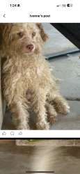 Found/Stray Male Dog last seen Adelanto, Adelanto, CA 92301