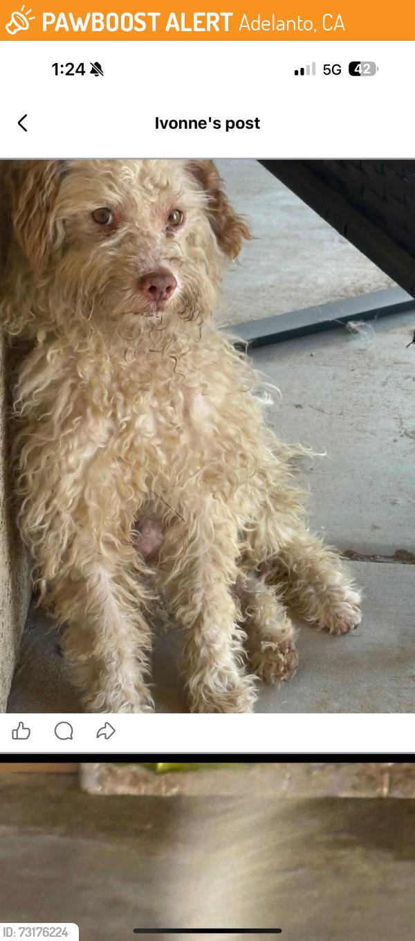 Found/Stray Male Dog last seen Adelanto, Adelanto, CA 92301
