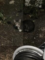 Found/Stray Unknown Cat last seen Behind the Small pond on N Ames Ave in Falcon Falls, Kansas City, MO 64151