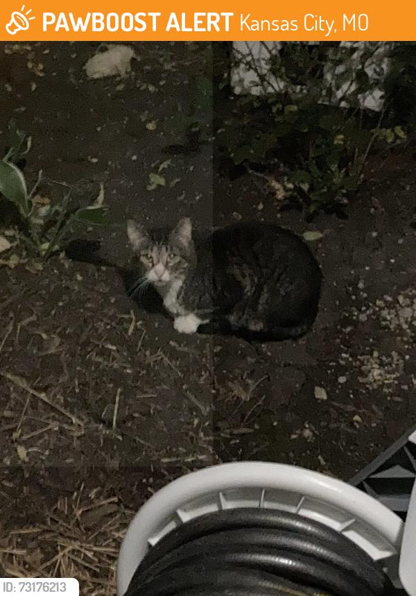 Found/Stray Unknown Cat last seen Behind the Small pond on N Ames Ave in Falcon Falls, Kansas City, MO 64151
