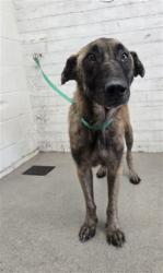 Shelter Stray Male Dog last seen TIPPECANOE & COOLEY, 333 Chandler Pl, San Bernardino, CA 92408, USA