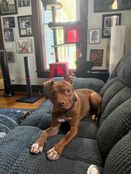 Shelter Stray Female Dog last seen Near BLOCK HAWSION AVE, 3528 Newburg Rd, Louisville, KY 40218, USA