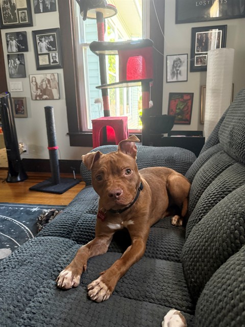Shelter Stray Female Dog last seen Near BLOCK HAWSION AVE, 3528 Newburg Rd, Louisville, KY 40218, USA