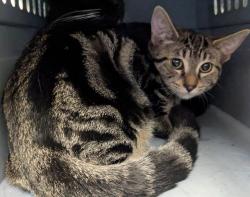 Shelter Stray Male Cat last seen , 21615 64th Ave S, Kent, WA 98032, USA