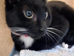 Shelter Stray Female Cat last seen , 21615 64th Ave S, Kent, WA 98032, USA