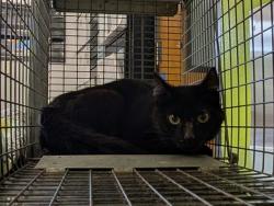Shelter Stray Female Cat last seen Near BLOCK 325TH PL SE, FALL CITY WA 98024, 21615 64th Ave S, Kent, WA 98032, USA