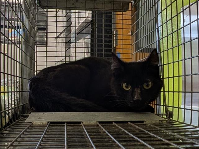 Shelter Stray Female Cat last seen Near BLOCK 325TH PL SE, FALL CITY WA 98024, 21615 64th Ave S, Kent, WA 98032, USA