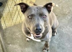 Shelter Stray Female Dog last seen , 11361 W Pico Blvd, Los Angeles, CA 90064, USA