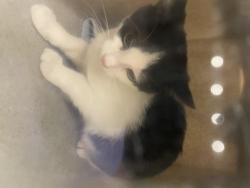 Shelter Stray Female Cat last seen Near BLOCK SE 208TH ST, KENT WA 98031, 21615 64th Ave S, Kent, WA 98032, USA