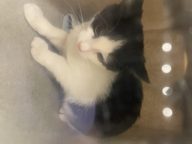 Shelter Stray Female Cat last seen Near BLOCK SE 208TH ST, KENT WA 98031, 21615 64th Ave S, Kent, WA 98032, USA