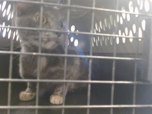 Shelter Stray Unknown Cat last seen Near BLOCK PINE AVE, 2811 SE 29th St, Oklahoma City, OK 73129, USA