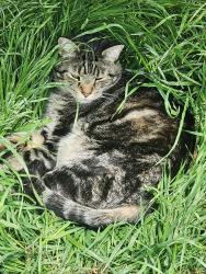 Lost Male Cat last seen Timber Ridge Dr, Burleson, TX 76028