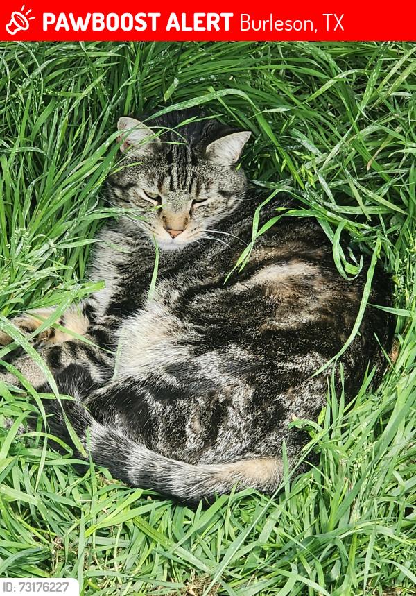 Lost Male Cat last seen Timber Ridge Dr, Burleson, TX 76028