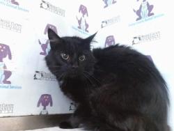 Shelter Stray Male Cat last seen , 2769 Conroy Rd, Orlando, FL 32839, USA