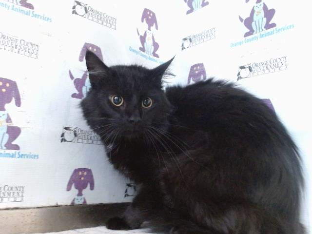 Shelter Stray Male Cat last seen , 2769 Conroy Rd, Orlando, FL 32839, USA