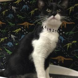 Shelter Stray Female Cat last seen Near BLOCK ATLANTA ST, RIVERSIDE CA 92507, 6851 Van Buren Boulevard, Jurupa Valley, CA 92509, USA