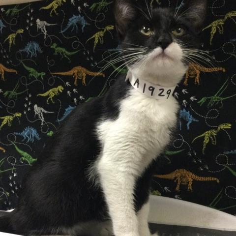 Shelter Stray Female Cat last seen Near BLOCK ATLANTA ST, RIVERSIDE CA 92507, 6851 Van Buren Boulevard, Jurupa Valley, CA 92509, USA