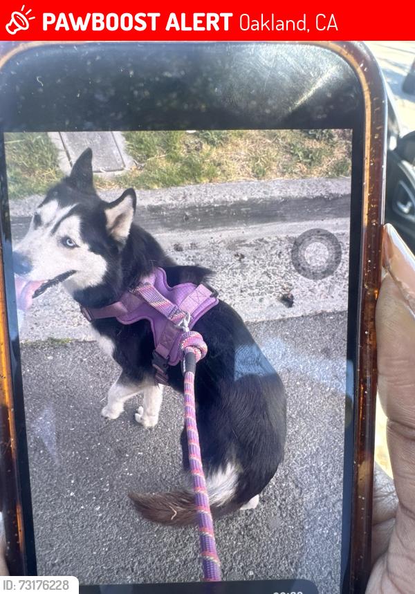 Lost Female Dog last seen International, Oakland, CA 94621