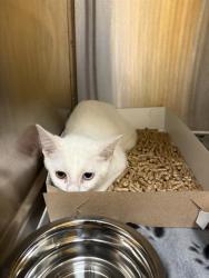 Shelter Stray Female Cat last seen Near, 2600 S Harding St, Indianapolis, IN 46221, USA
