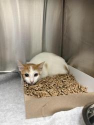 Shelter Stray Male Cat last seen Near, 2600 S Harding St, Indianapolis, IN 46221, USA