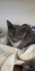 Shelter Stray Female Cat last seen Near, 2600 S Harding St, Indianapolis, IN 46221, USA