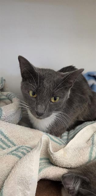 Shelter Stray Female Cat last seen Near, 2600 S Harding St, Indianapolis, IN 46221, USA