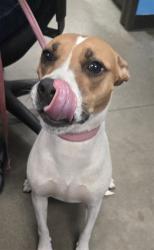 Shelter Stray Female Dog last seen SESAME ST BAKERSFIELD, 201 S Mt Vernon Ave, Bakersfield, CA 93307, USA