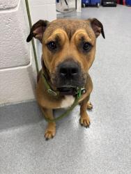 Shelter Stray Female Dog last seen Near, 2600 S Harding St, Indianapolis, IN 46221, USA