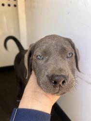 Shelter Stray Male Dog last seen Near BLK QUINCY ST, BAKERSFIELD CA, 201 S Mt Vernon Ave, Bakersfield, CA 93307, USA