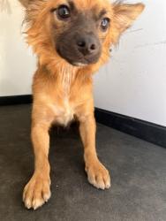 Shelter Stray Male Dog last seen Near BLK QUINCY ST, BAKERSFIELD CA, 201 S Mt Vernon Ave, Bakersfield, CA 93307, USA