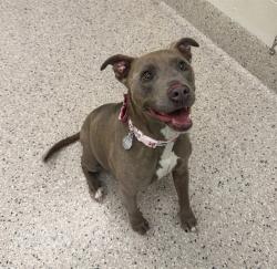 Shelter Stray Female Dog last seen 112TH AND CHAMBERS, 12155 Park Blvd, Brighton, CO 80601, USA