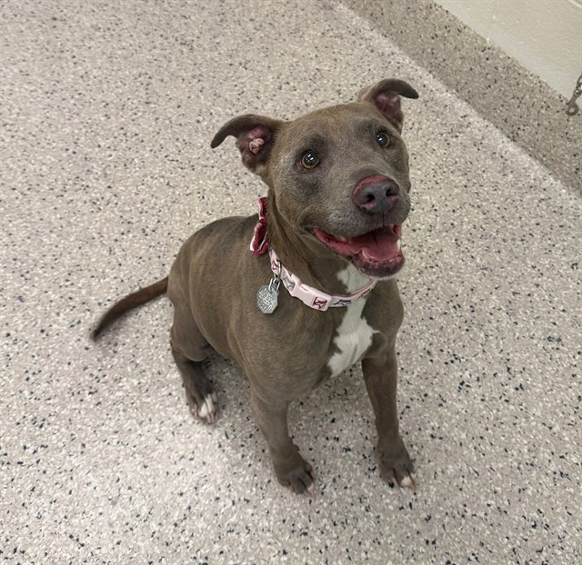Shelter Stray Female Dog last seen 112TH AND CHAMBERS, 12155 Park Blvd, Brighton, CO 80601, USA