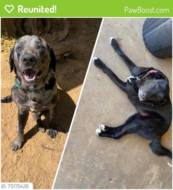Reunited Male Dog last seen Brandon lane Burleson, Burleson, TX 76028