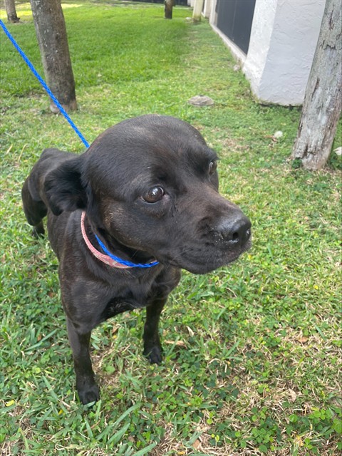 Shelter Stray Female Dog last seen LAS, 3599 NW 79th Ave, Doral, FL 33122, USA