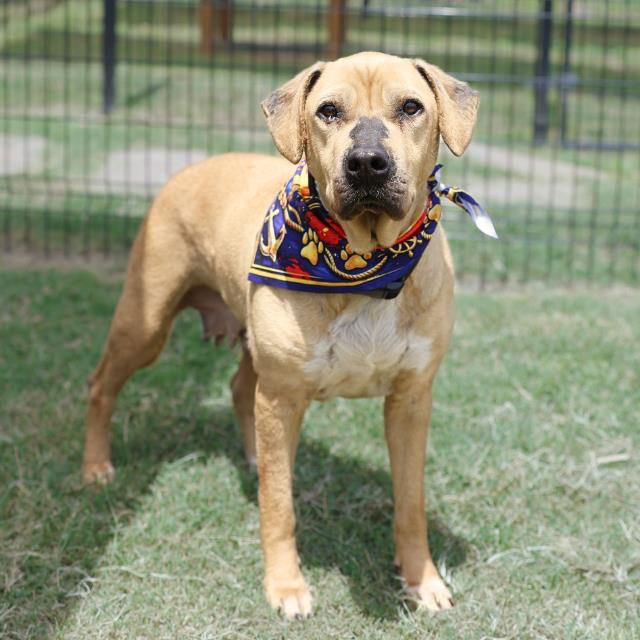 Shelter Stray Female Dog last seen Near BLOCK INGRAM RD, 4710 TX-151, San Antonio, TX 78227, USA