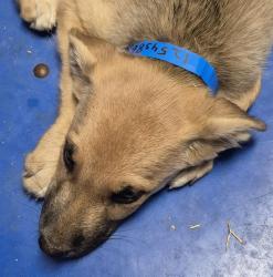 Shelter Stray Male Dog last seen Near BLOCK IRIS ST, BAKERSFIELD CA 93308, 3951 Fruitvale Ave, Bakersfield, CA 93308, USA