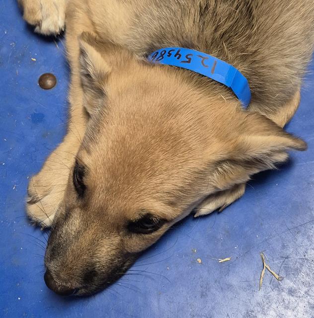 Shelter Stray Male Dog last seen Near BLOCK IRIS ST, BAKERSFIELD CA 93308, 3951 Fruitvale Ave, Bakersfield, CA 93308, USA