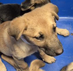 Shelter Stray Female Dog last seen Near BLOCK IRIS ST, BAKERSFIELD CA 93308, 3951 Fruitvale Ave, Bakersfield, CA 93308, USA