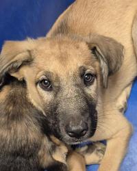 Shelter Stray Male Dog last seen Near BLOCK IRIS ST, BAKERSFIELD CA 93308, 3951 Fruitvale Ave, Bakersfield, CA 93308, USA