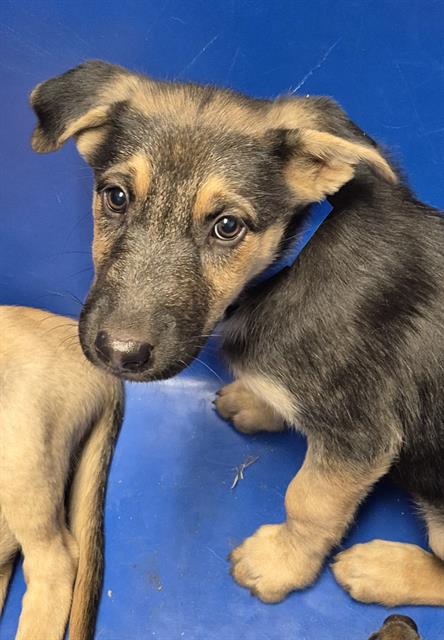 Shelter Stray Male Dog last seen Near BLOCK IRIS ST, BAKERSFIELD CA 93308, 3951 Fruitvale Ave, Bakersfield, CA 93308, USA