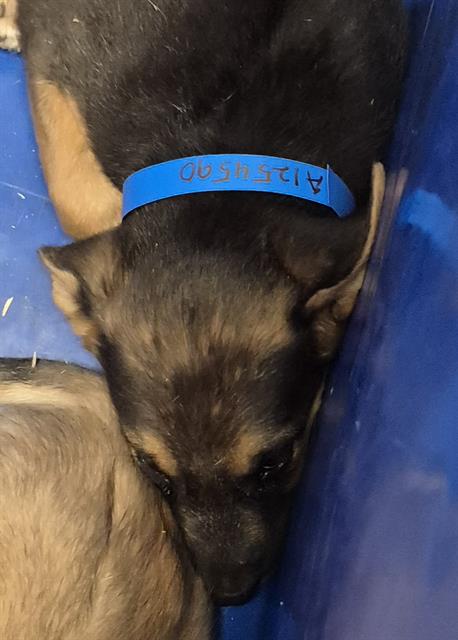 Shelter Stray Male Dog last seen Near BLOCK IRIS ST, BAKERSFIELD CA 93308, 3951 Fruitvale Ave, Bakersfield, CA 93308, USA